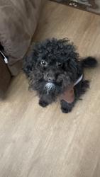 Lost Male Dog last seen Bs bbq road, Greenville, NC 27834