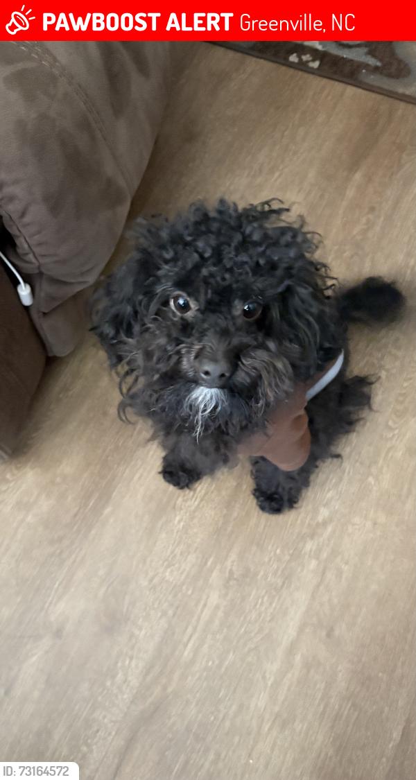 Lost Male Dog last seen Bs bbq road, Greenville, NC 27834