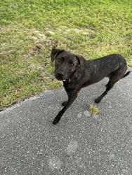 Lost Unknown Dog last seen Creek Run Road Neighborhood, Indian Creek VIllage, FL 32466