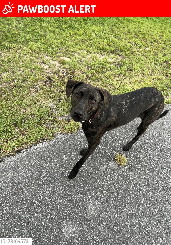 Lost Unknown Dog last seen Creek Run Road Neighborhood, Indian Creek VIllage, FL 32466