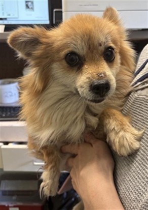 Shelter Stray Female Dog last seen 44TH ST & 8TH AVE, 2127 Front St, Sacramento, CA 95818, USA