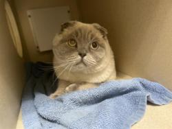 Shelter Stray Male Cat last seen Near BLOCK W BAYAUD AVE, DENVER CO 80223, 1241 W Bayaud Ave, Denver, CO 80223, USA