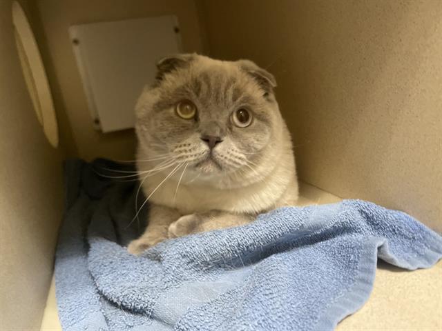 Shelter Stray Male Cat last seen Near BLOCK W BAYAUD AVE, DENVER CO 80223, 1241 W Bayaud Ave, Denver, CO 80223, USA