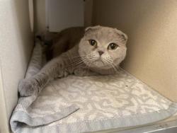 Shelter Stray Female Cat last seen Near BLOCK W BAYAUD AVE, DENVER CO 80223, 1241 W Bayaud Ave, Denver, CO 80223, USA