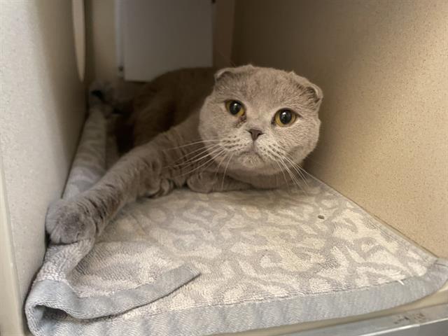 Shelter Stray Female Cat last seen Near BLOCK W BAYAUD AVE, DENVER CO 80223, 1241 W Bayaud Ave, Denver, CO 80223, USA