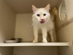 Shelter Stray Female Cat last seen Near BLOCK W BAYAUD AVE, DENVER CO 80223, 1241 W Bayaud Ave, Denver, CO 80223, USA