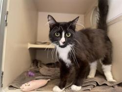 Shelter Stray Male Cat last seen Near BLOCK N CARSON WAY, DENVER CO 80239, 1241 W Bayaud Ave, Denver, CO 80223, USA