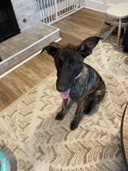 Found/Stray Female Dog last seen PARKFIELD AND BRAKER, 7-ELEVEN, Austin, TX 78758