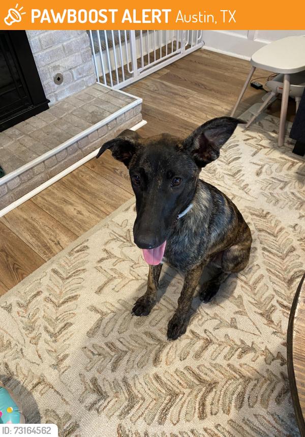 Found/Stray Female Dog last seen PARKFIELD AND BRAKER, 7-ELEVEN, Austin, TX 78758