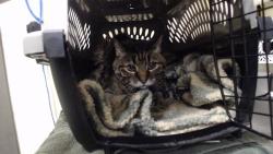Shelter Stray Unknown Cat last seen Near BLOCK S PIERCE ST LAKEWOOD CO 80232, 1241 W Bayaud Ave, Denver, CO 80223, USA