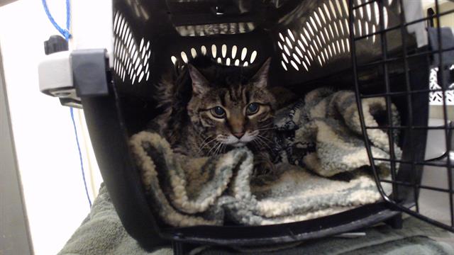 Shelter Stray Unknown Cat last seen Near BLOCK S PIERCE ST LAKEWOOD CO 80232, 1241 W Bayaud Ave, Denver, CO 80223, USA
