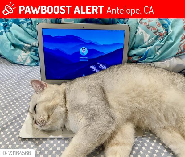 Lost Male Cat last seen Blue Oaks Park, Antelope, CA 95843