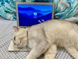 Lost Male Cat last seen Blue Oaks Park, Antelope, CA 95843