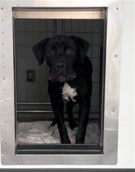 Shelter Stray Male Dog last seen , 333 Chandler Pl, San Bernardino, CA 92408, USA