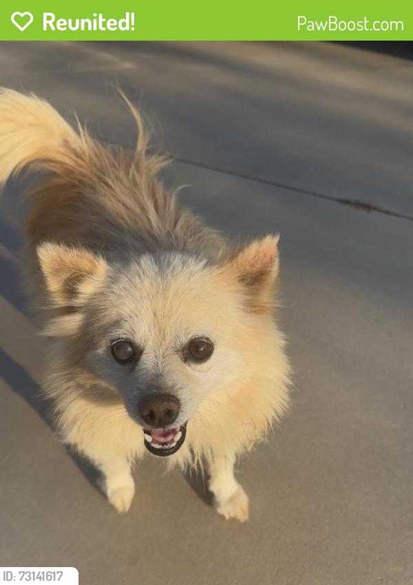 Reunited Male Dog last seen Near BRIDLE TRAIL SAN JACINTO CA 92545, San Jacinto, CA 92582