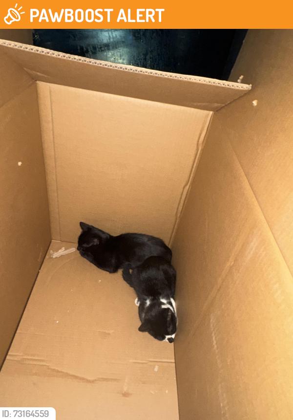 Found/Stray Unknown Cat last seen Indian camp rd, Johnston County, NC 27520