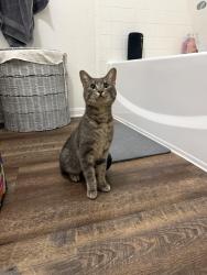 Found/Stray Male Cat last seen South Shore Lakes apmts, League City, TX 77573