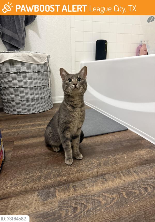 Found/Stray Male Cat last seen South Shore Lakes apmts, League City, TX 77573