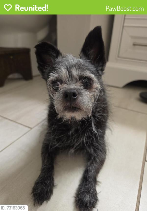 Reunited Female Dog last seen Gregory Ln, Grand Prairie, TX, USA, Grand Prairie, TX 75052