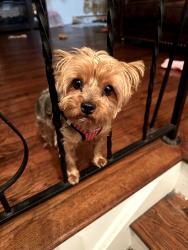 Lost Female Dog last seen Fantasy World Reort, Kissimmee, FL 34746