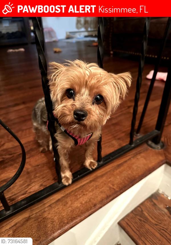 Lost Female Dog last seen Fantasy World Reort, Kissimmee, FL 34746