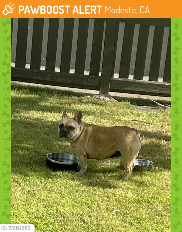 Found/Stray Female Dog last seen Mercy ave, Modesto, CA 95358