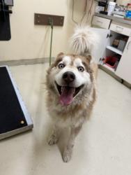 Shelter Stray Male Dog last seen MAYHEWS LANDING PARK-CHERRY @ MONTCALM, 1950 Stevenson Blvd, Fremont, CA 94538, USA