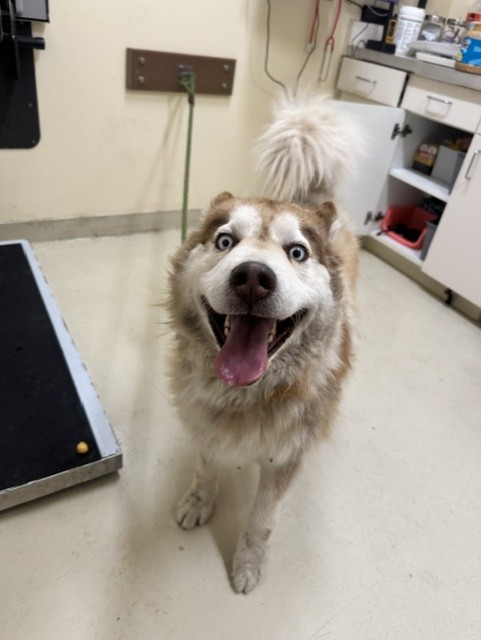 Shelter Stray Male Dog last seen MAYHEWS LANDING PARK-CHERRY @ MONTCALM, 1950 Stevenson Blvd, Fremont, CA 94538, USA