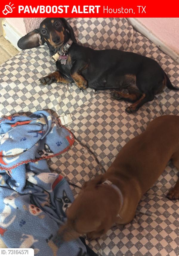 Lost Female Dog last seen Bellfort and wilcreet, Houston, TX 77099