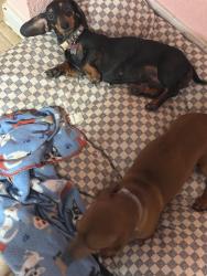 Lost Female Dog last seen Bellfort and wilcreet, Houston, TX 77099