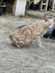Found/Stray Male Cat last seen Tower St. La Mesa, La Mesa, CA 91942