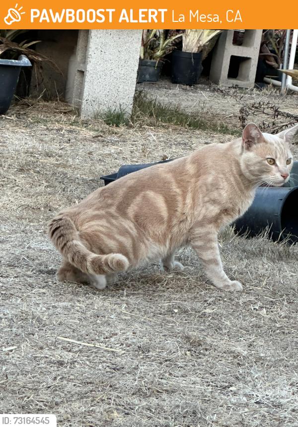 Found/Stray Male Cat last seen Tower St. La Mesa, La Mesa, CA 91942