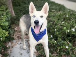 Shelter Stray Male Dog last seen , 957 N Gaffey St, San Pedro, CA 90731, USA