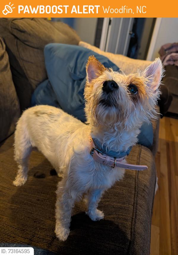 Found/Stray Female Dog last seen Woodfin, Woodfin, NC 28804