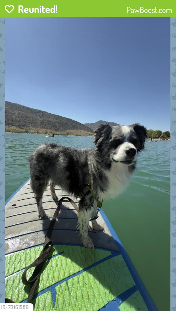 Reunited Male Dog last seen Malloy’s Bar 11550 W Meadows Dr Littleton, CO 80127 United States, Littleton, CO 80127
