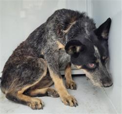 Shelter Stray Female Dog last seen , 957 N Gaffey St, San Pedro, CA 90731, USA