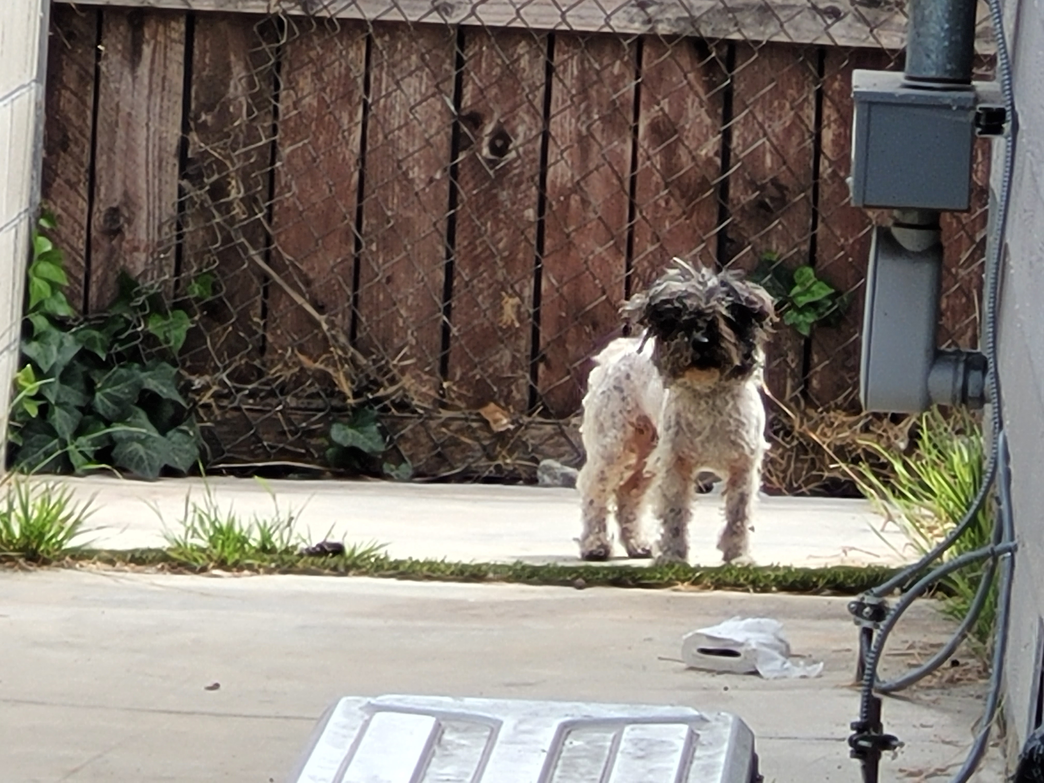 Shelter Stray Unknown Dog last seen , 957 N Gaffey St, San Pedro, CA 90731, USA