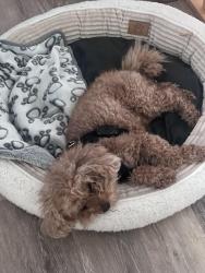 Reunited Male Dog last seen Washington Avenue, West Haven, CT 06516