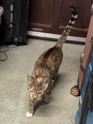 Found/Stray Female Cat last seen E. Ridgewood and Ferncreek, Orlando, FL 32803