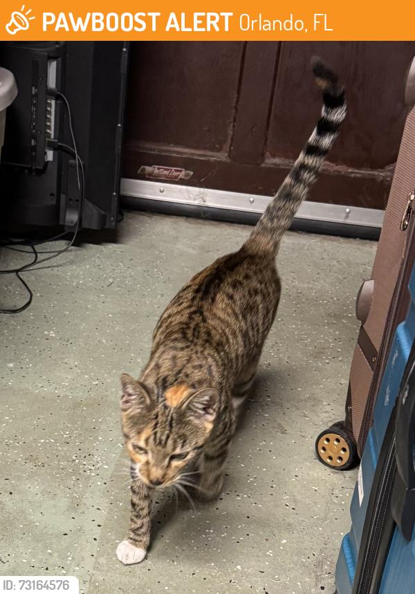Found/Stray Female Cat last seen E. Ridgewood and Ferncreek, Orlando, FL 32803