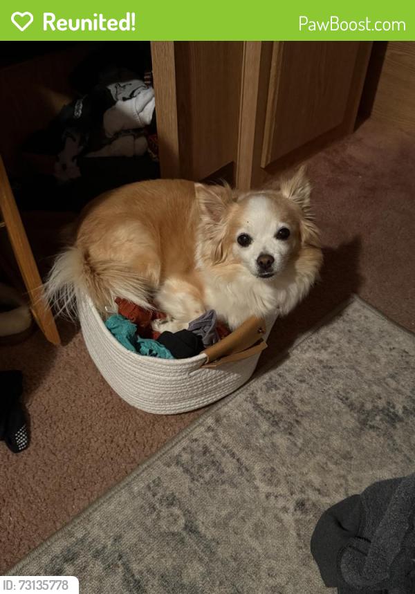 Reunited Male Dog last seen 21st and 22nd street, glen avenue, Merced, CA 95340