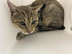 Shelter Stray Male Cat last seen Near BLOCK S 7TH ST, 3839 W Burnham St, West Milwaukee, WI 53215, USA