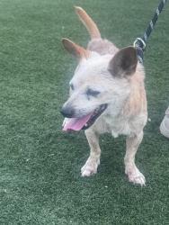 Found/Stray Male Dog last seen Whitnall Hwy / Cahuenga Blvd., Los Angeles, CA 90068