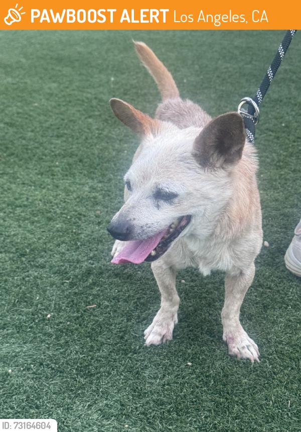 Found/Stray Male Dog last seen Whitnall Hwy / Cahuenga Blvd., Los Angeles, CA 90068