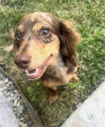 Reunited Female Dog last seen Near N Oak Park St, Visalia, CA 93291, USA, Visalia, CA 93291