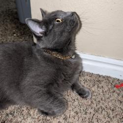 Reunited Male Cat last seen Near BYU, Provo, UT 84606
