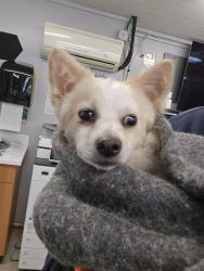 Shelter Stray Male Dog last seen Near BLOCK SE WAX RD, MAPLE VALLEY WA 98038, 21615 64th Ave S, Kent, WA 98032, USA