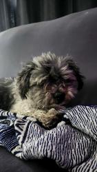 Found/Stray Male Dog last seen Mountain and 4th st, Ontario, CA 91762