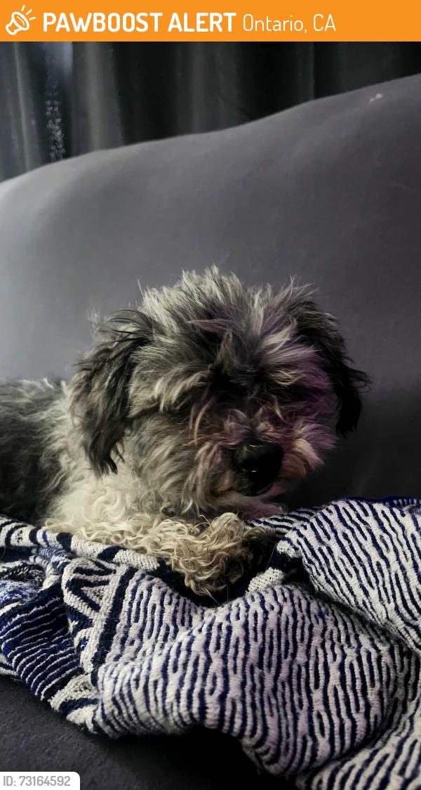 Found/Stray Male Dog last seen Mountain and 4th st, Ontario, CA 91762
