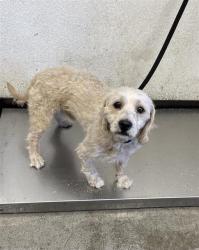 Shelter Stray Male Dog last seen Near BLOCK S MERIDIAN AVE, FRESNO CA 93725 1664, 5277 E Airways Blvd, Fresno, CA 93727, USA